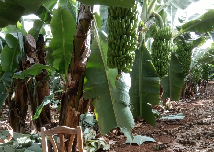 Fresh Bananas