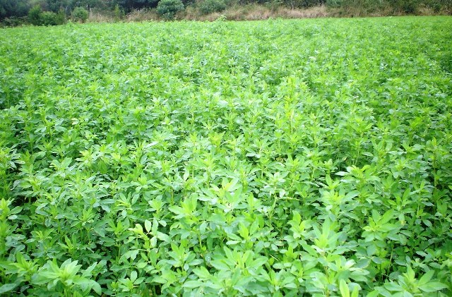 Premium Alfalfa
